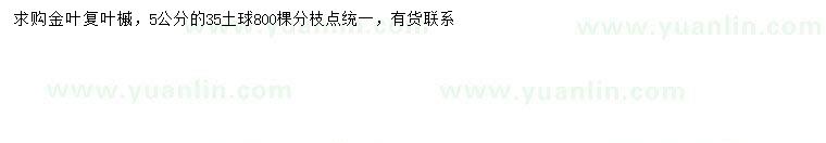 求購5公分金葉復葉槭