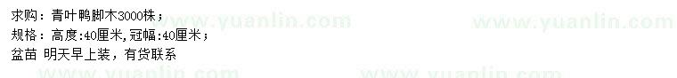 求購(gòu)高40公分青葉鴨腳木