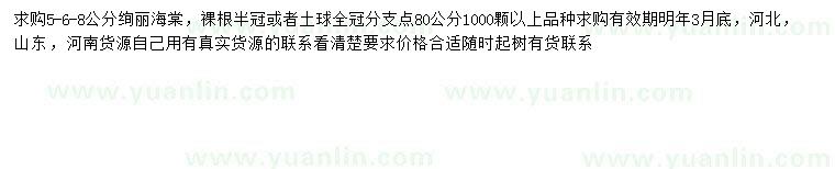 求購求購6公分海棠
