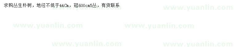 求購(gòu)冠幅600公分叢生樸樹
