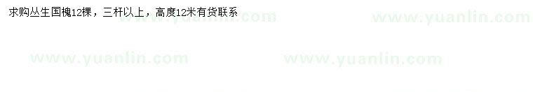 求購(gòu)高1200公分叢生國(guó)槐