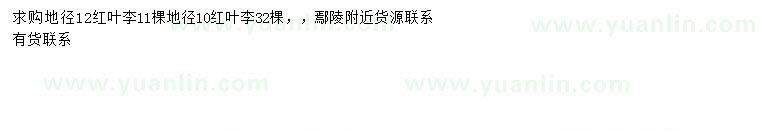 求購地徑12公分紅葉李