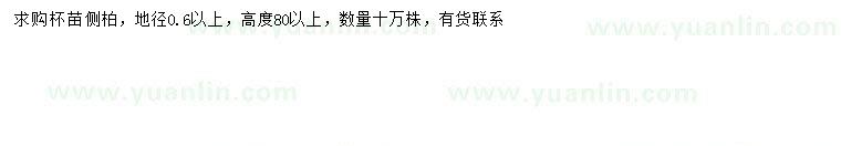 求購高80公分側柏