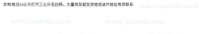 求購(gòu)地徑10公分毛白楊
