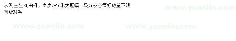 求購高1000公分叢生花曲柳