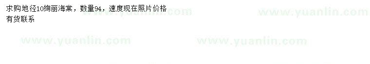 求購地徑10絢麗海棠