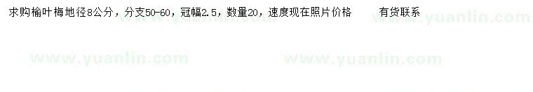 求購(gòu)地徑8公分榆葉梅