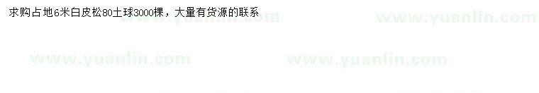 求購6米白皮松