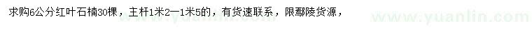 求購6公分紅葉石楠