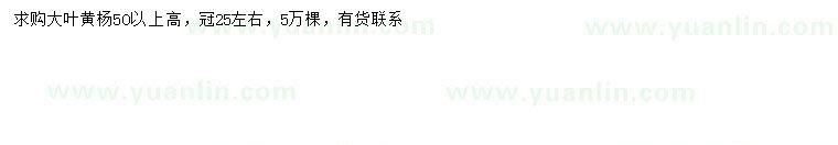 求購高50公分以上大葉黃楊