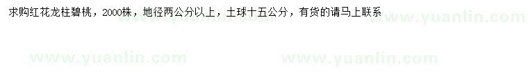 求購地徑2公分以上龍柱碧桃