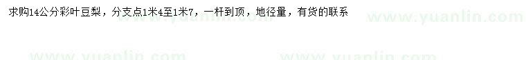 求購(gòu)14公分彩葉豆梨