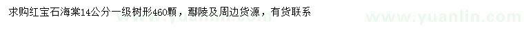 求購(gòu)14公分紅寶石海棠