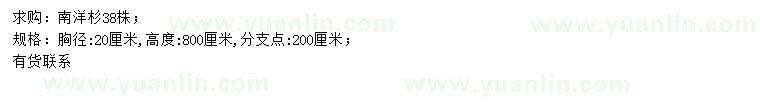 求購胸徑20公分南洋杉
