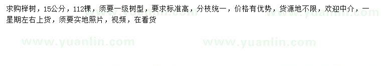 求購15公分櫸樹