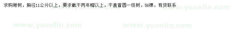 求購胸徑11公分以上楸樹