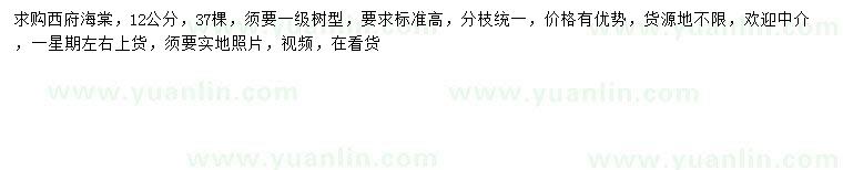 求購12公分西府海棠