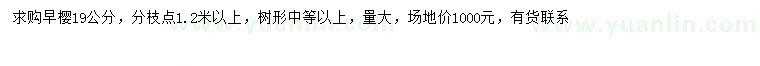 求購19公分早櫻
