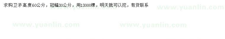 求購高60公分衛(wèi)矛