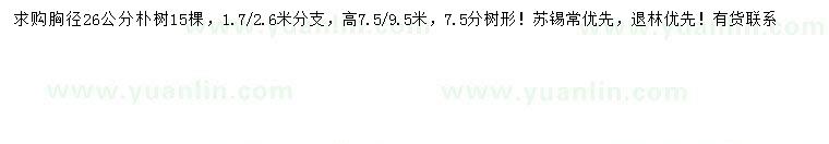 求購26公分樸樹
