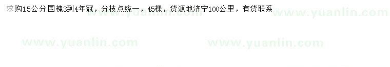 求購15公分國槐