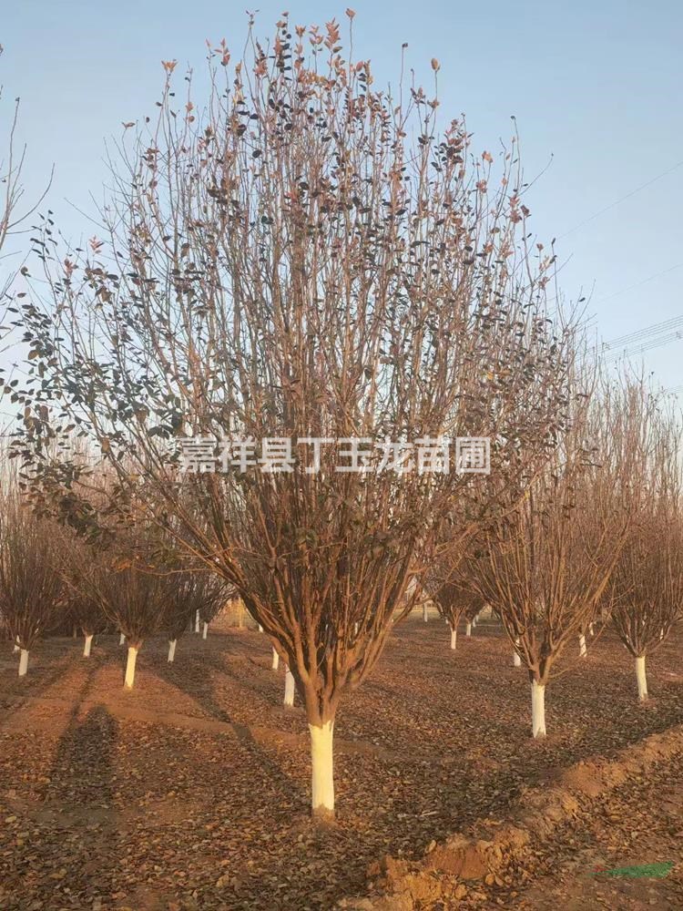 出售西府海棠 精品樹形 冠幅飽滿 