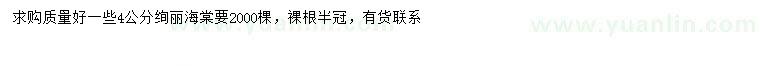 求購(gòu)4公分絢麗海棠