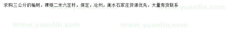 求購3公分榆樹