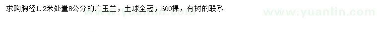 求購1.2米量8公分廣玉蘭