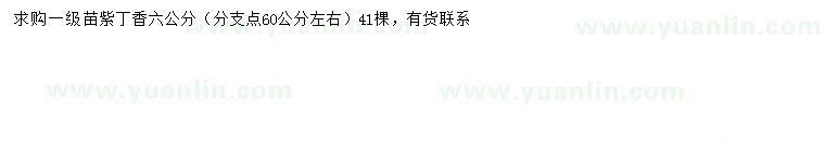 求購6公分紫丁香