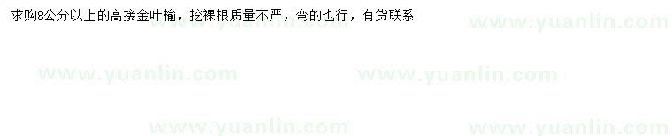 求購8公分以上高接金葉榆