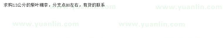 求購13公分紫葉稠李