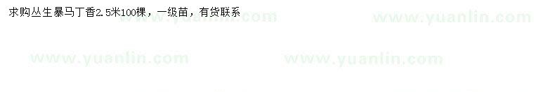 求購2.5米叢生暴馬丁香