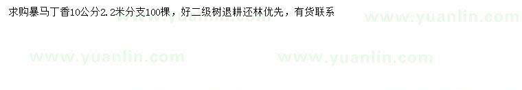 求購10公分暴馬丁香