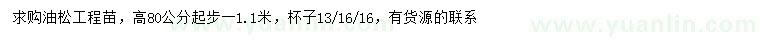 求購高80公分以上油松