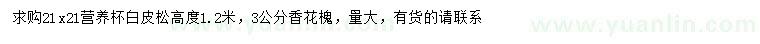 求購高1.2米白皮松、3公分香花槐