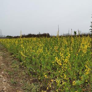 連翹基地，2-4分枝連翹，連翹球，連翹小苗，等等苗木