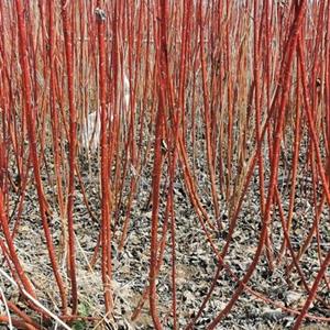 江蘇紅瑞木基地，50-150高紅瑞木，3-5分枝紅瑞木，紅瑞木小苗