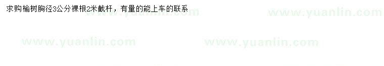 求購胸徑3公分榆樹