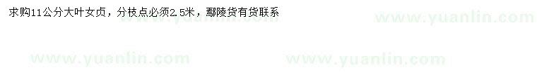 求購11公分大葉女貞