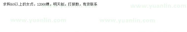 求購60公分以上女貞