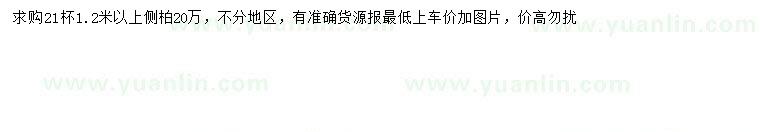 求購(gòu)1.2米以上側(cè)柏