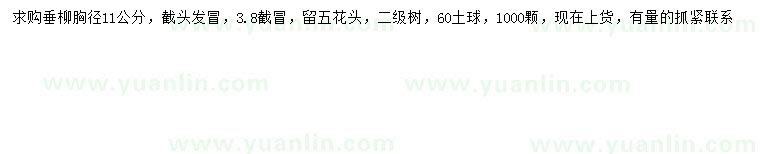求購(gòu)胸徑11公分垂柳