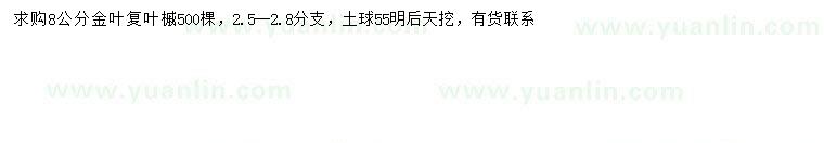 求購(gòu)8公分金葉復(fù)葉槭