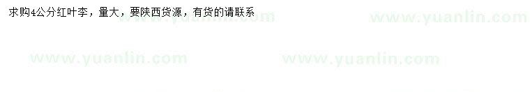 求購4公分紅葉李
