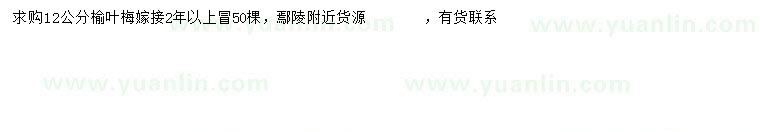 求購12公分榆葉梅