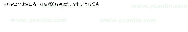 求購20公分速生白蠟