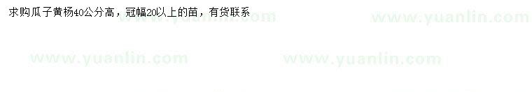 求購高40公分瓜子黃楊