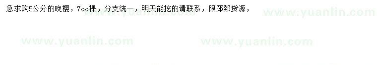 求購5公分晚櫻