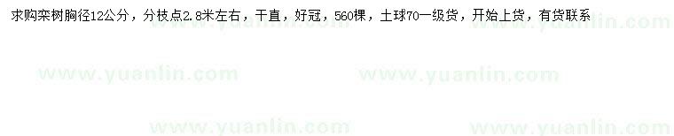 求購胸徑12公分欒樹